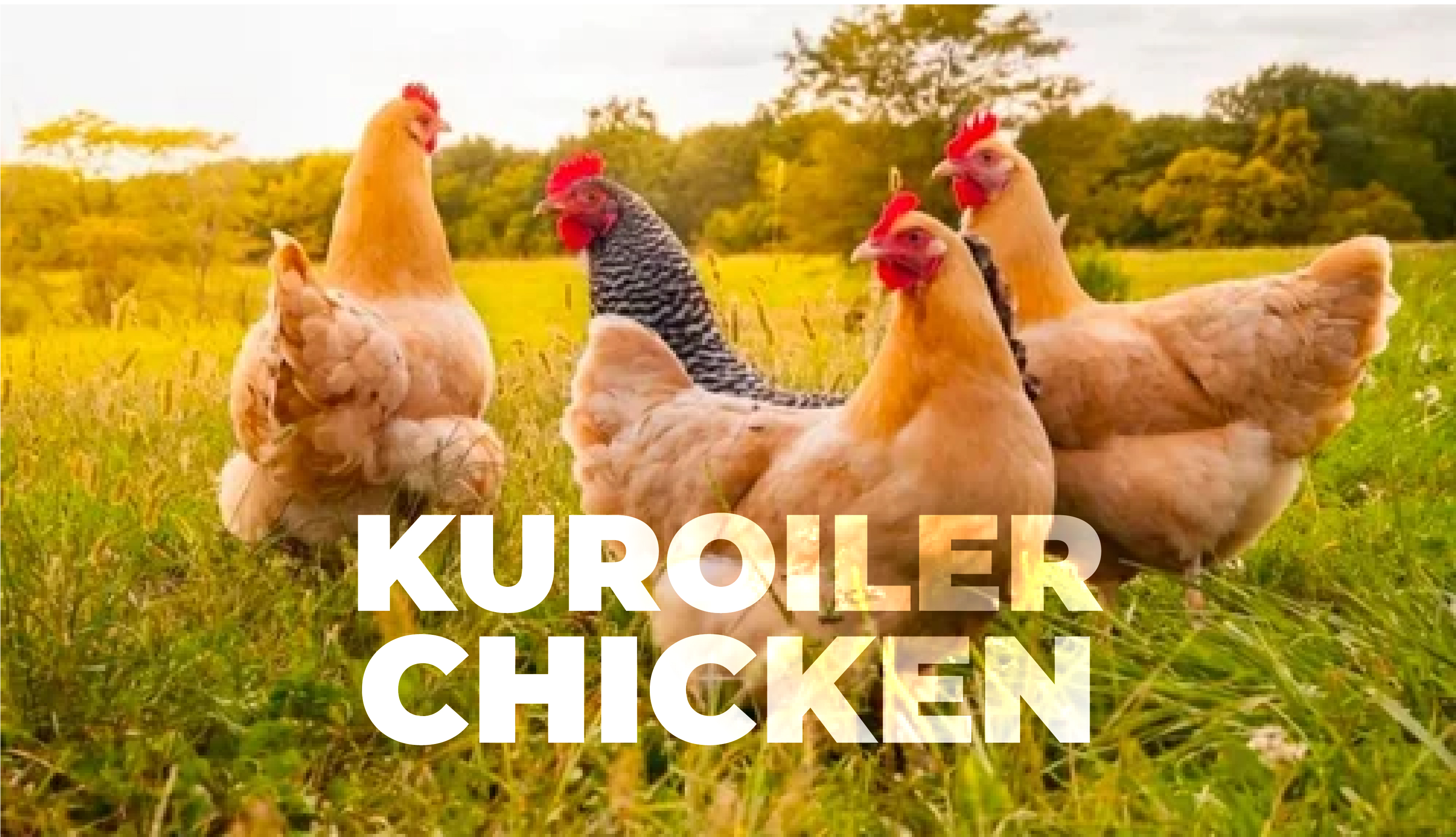 understanding KUROILER chicken